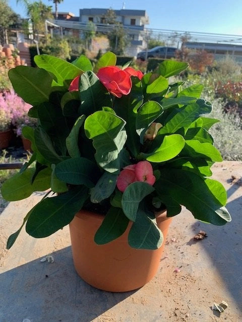 Euphorbia x Lomi rossa ( Spina di Cristo) vaso 22cm