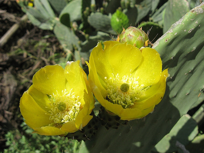 Opuntia Ficus Indica Fico d'India vaso 24 foto reali H 70cm pianta grassa