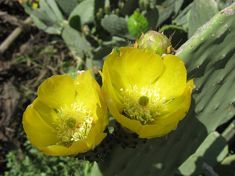 Opuntia Ficus Indica Fico d'India vaso 24 foto reali H 70cm pianta grassa