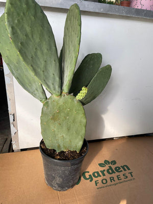 Opuntia Ficus Indica Fico d'India vaso 24 foto reali H 70cm pianta grassa