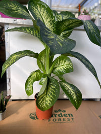 DIEFFENBACHIA TROPICA PIANTA DA INTERNO FOTO REALI h 100CM VASO 18CM
