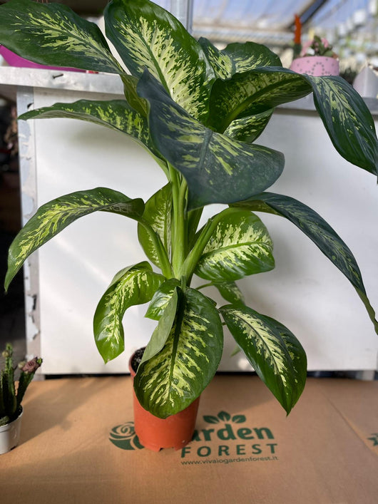 DIEFFENBACHIA TROPICA PIANTA DA INTERNO FOTO REALI h 100CM VASO 18CM