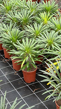 Pachypodium lamerei (palma del Madagascar) pianta grassa fotoreali H 40CM