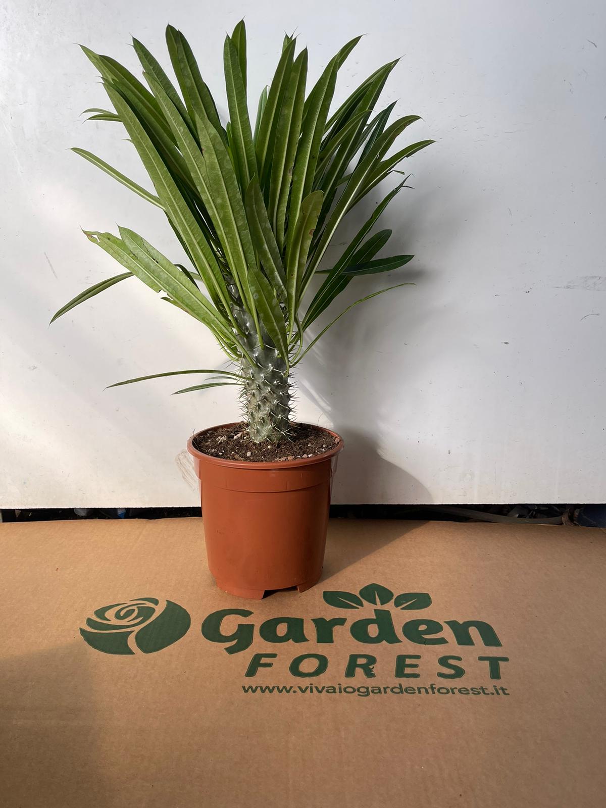 Pachypodium lamerei (palma del Madagascar) pianta grassa fotoreali H 40CM