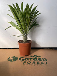 Pachypodium lamerei (palma del Madagascar) pianta grassa fotoreali H 40CM