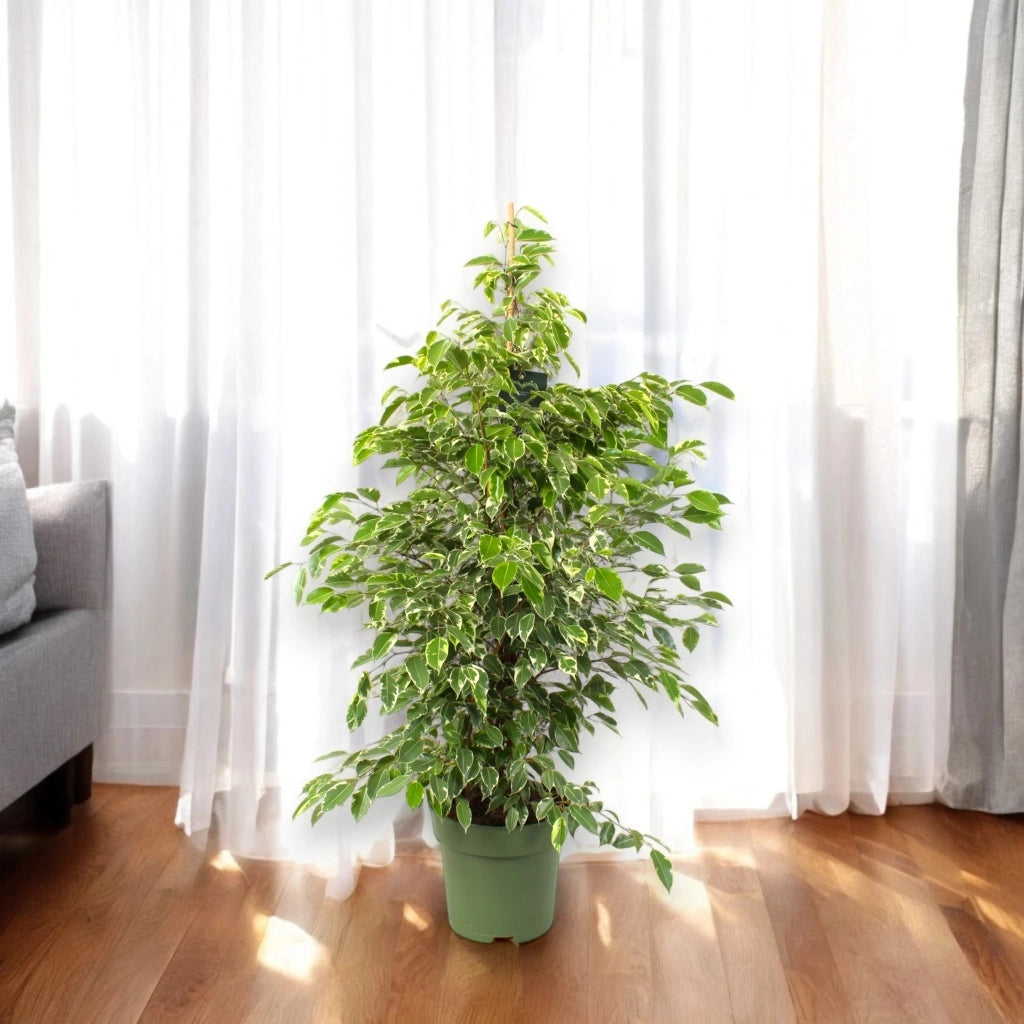 Gardenaria Ficus benjamina 'Golden King' - Pianta da interno ornamentale Altezza: 100 cm (vaso 21)