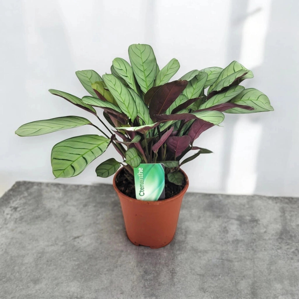Gardenaria Ctenanthe burle-marxii 'Amagris' - Pianta da interno ornamentale Altezza: 20 cm (vaso 12)