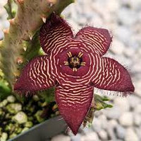 Stapelia revoluta tigrida vaso 10,5cm pianta grassa succulenta foto reali