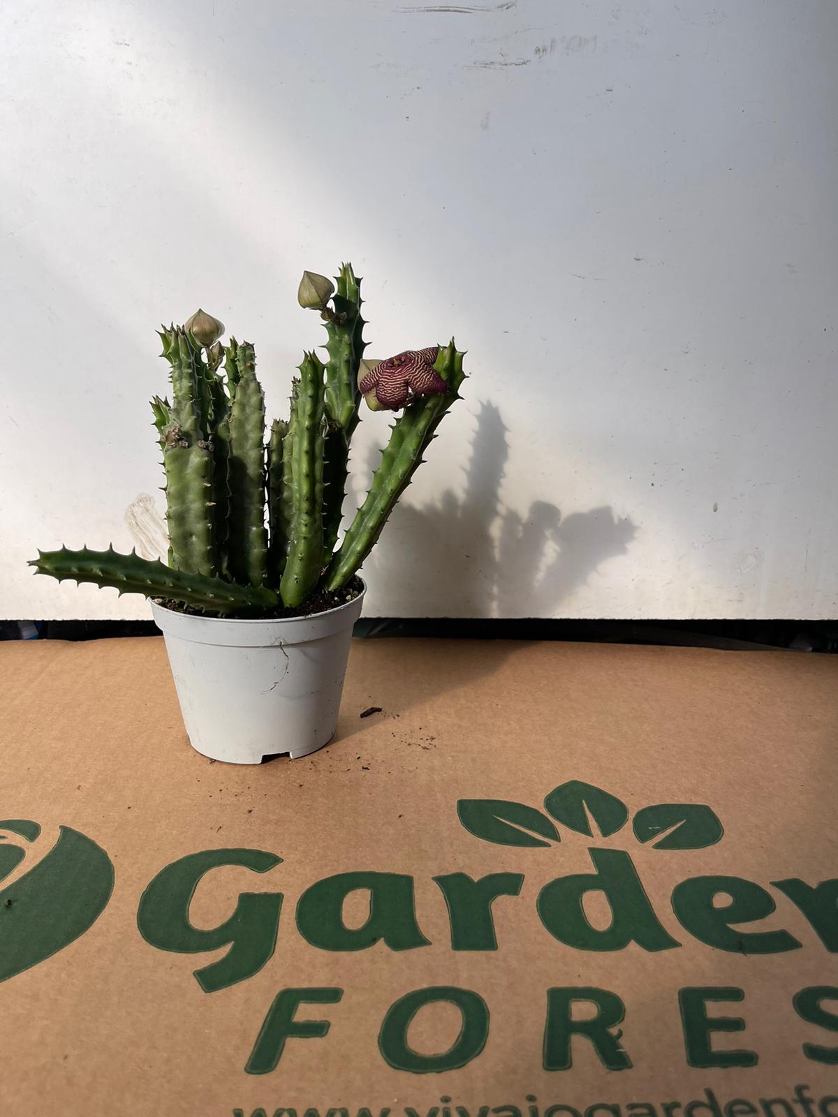 Stapelia revoluta tigrida vaso 10,5cm pianta grassa succulenta foto reali