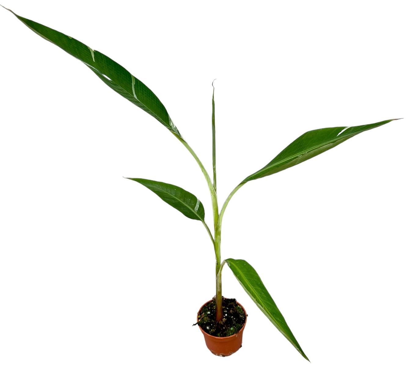 Musa Florida Variegata, banano variegato pianta rara tropicale vaso 10,5cm H60cm