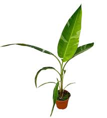 Musa Florida Variegata, banano variegato pianta rara tropicale vaso 18cm H 100cm
