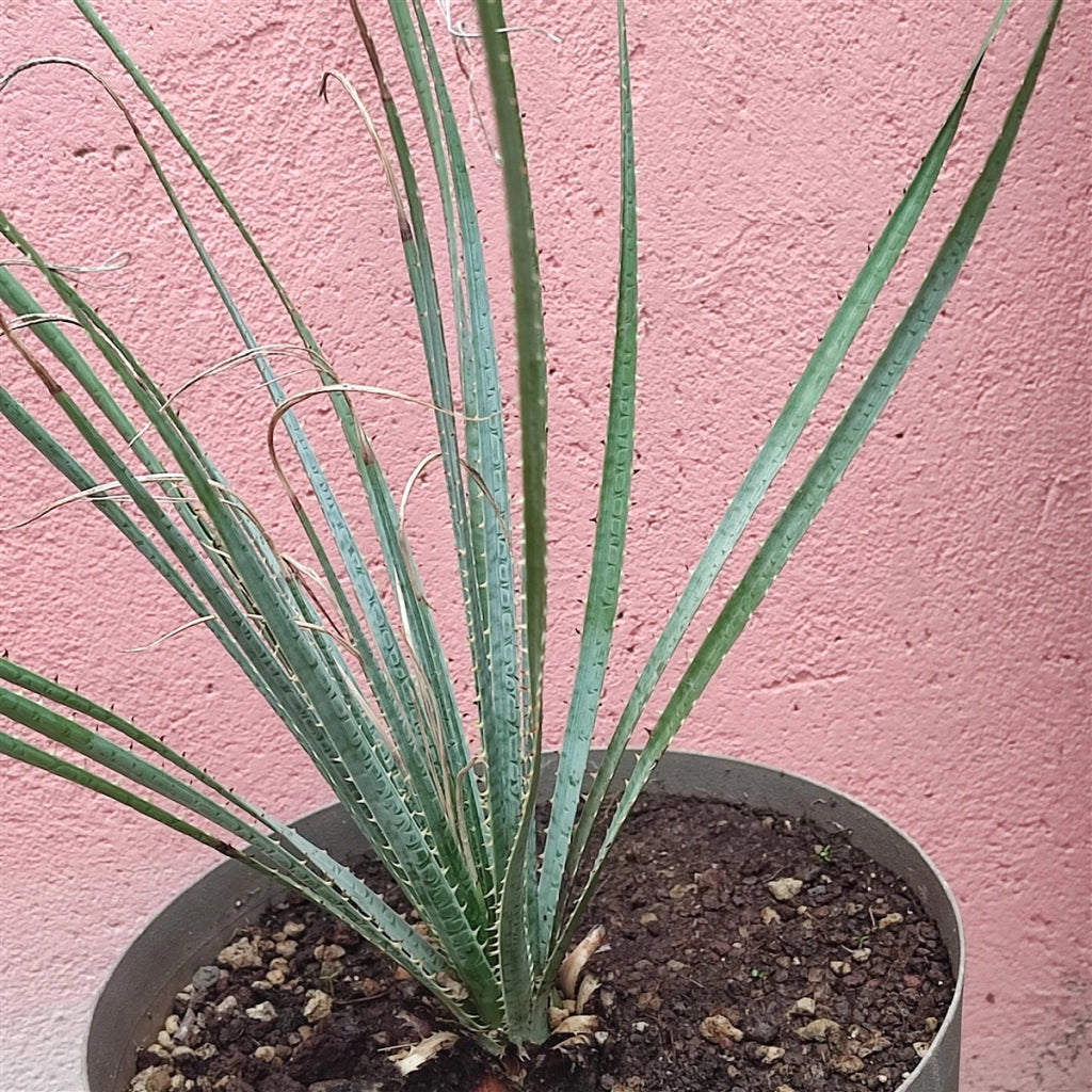 Dasylirion serratifolium – Pianta ornamentale resistente per giardini aridi