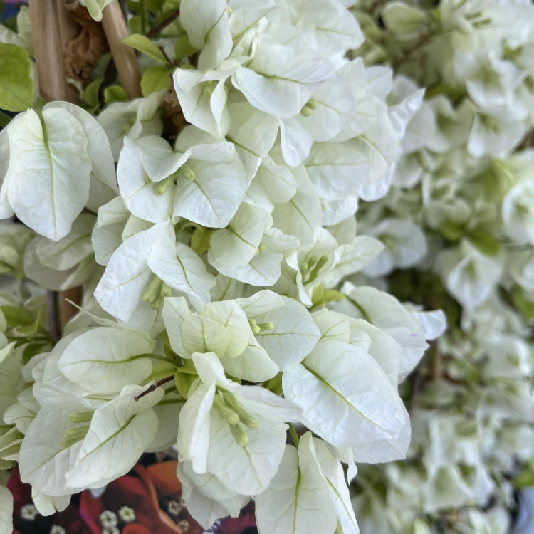 Pianta di BOUGANVILLEA Piramide BIANCO h 70 in vaso 18 cm AMDgarden