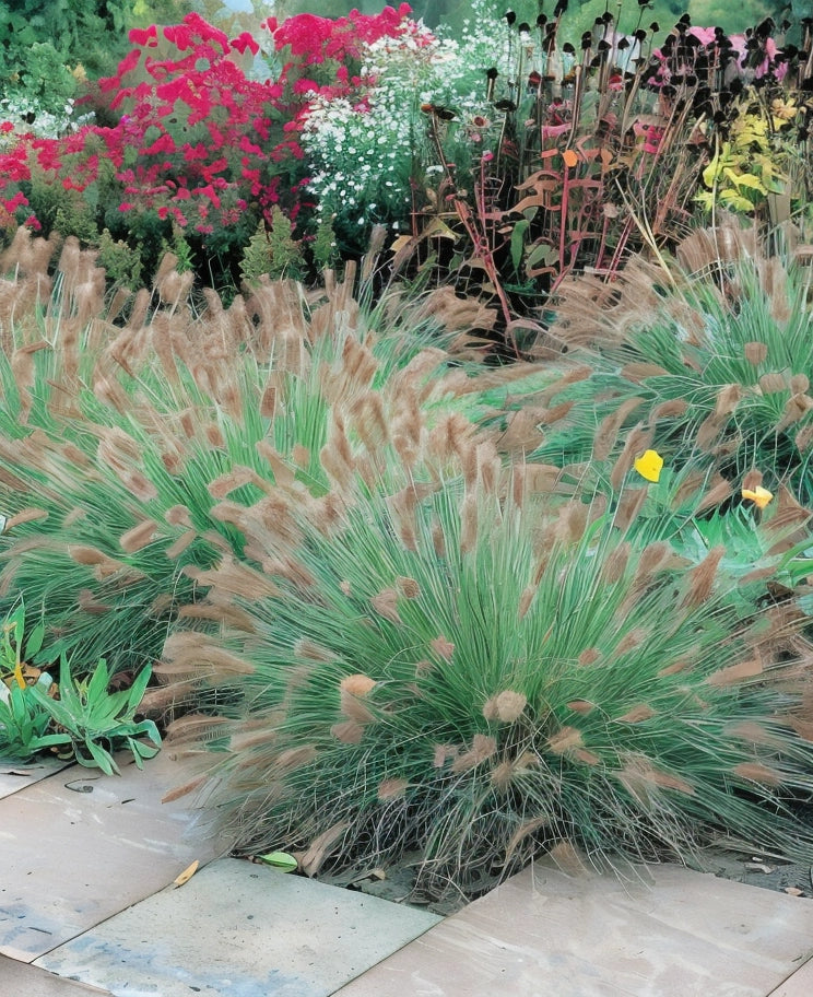Gardenaria Pennisetum alopecuroides 'Hameln' - Graminacea ornamentale da esterno Altezza: 120 cm (vaso 24)