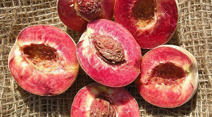 Pesco Sanguinella pesco a polpa rossa H160 foto reali frutto antico raro