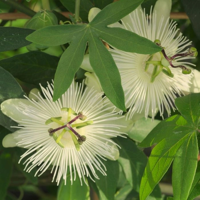 Pianta di Passiflora RIVERSIDE SNOW QUEEN profumata bianca vaso 18 cm AMDGarden
