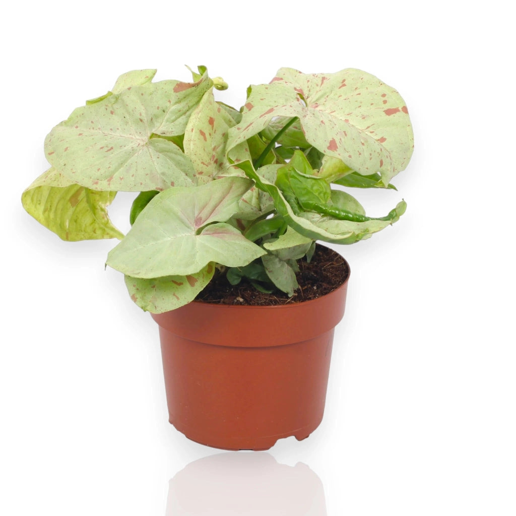 Gardenaria Syngonium 'Milk confetti' - Pianta da interno ornamentale Altezza: 25 cm (vaso 12)