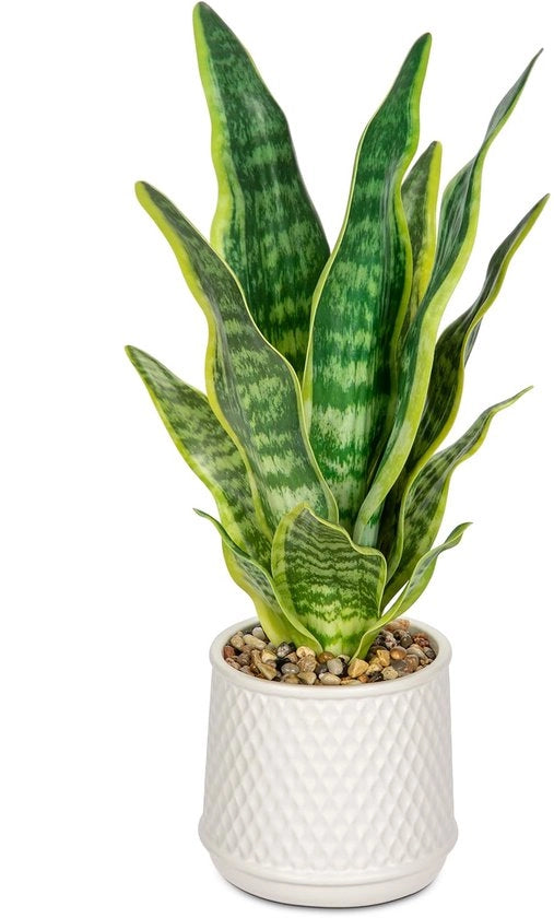 Sansevieria in Vaso Ceramico Bianco, 44CM Pianta da Camera con Fusto Artificiale Giallo