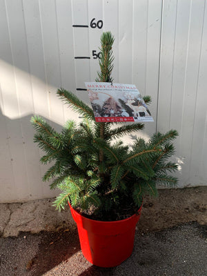 picea punges super blue abete blu pino argentato vaso 19 H60cm  foto reali