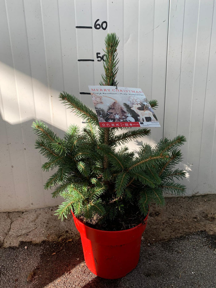 picea punges super blue abete blu pino argentato vaso 19 H60cm  foto reali