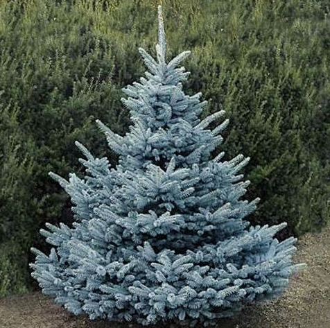 picea punges super blue abete blu pino argentato vaso 19 H60cm  foto reali