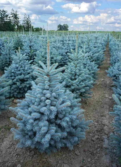 picea punges super blue abete blu pino argentato vaso 19 H60cm  foto reali