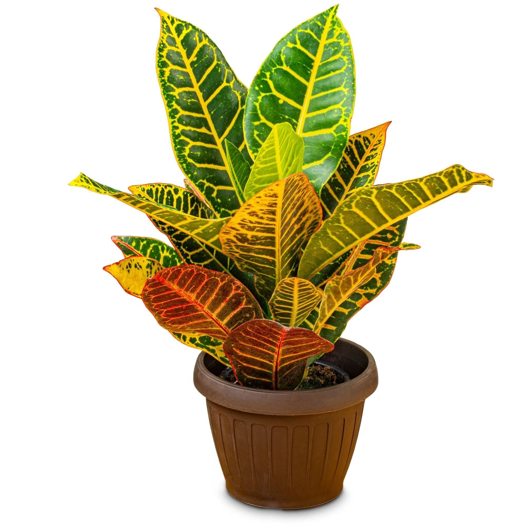 Gardenaria Croton - Codiaeum variegatum 'Mrs.Iceton' - Pianta da interno ornamentale Altezza: 110 cm (vaso 26)
