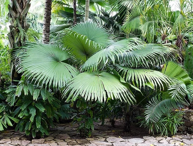 Kerriodoxa elegans palma bianca h 2.00 m vaso 70 tropicale rara