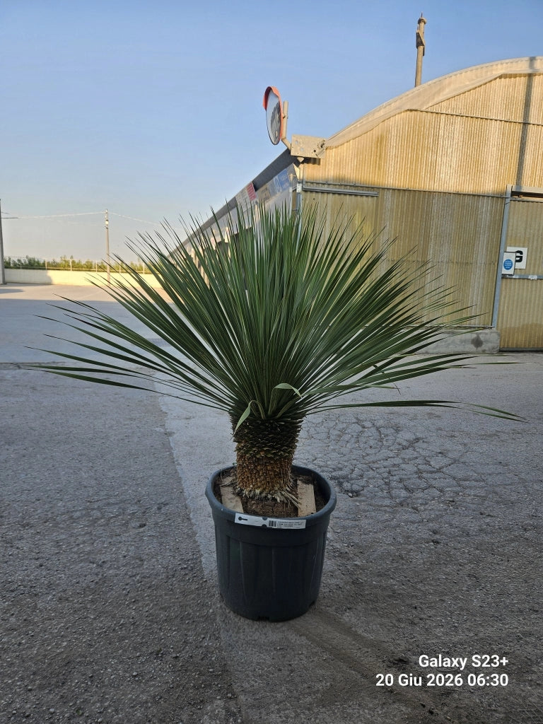 YUCCA ROSTRATA VASO 45 H TR.20/30