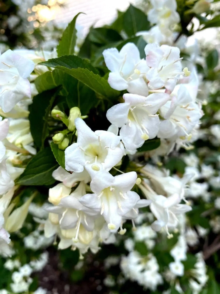 Gardenaria Weigela 'Snowflake' - Arbusto ornamentale da giardino Altezza: 40/50 cm (vaso18)