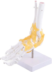 Modello Anatomico per Piede - PVC di Alta Qualità - Ligamenti Flessibili - Articolazioni del Piede - Base Solida - Aiuto per l'Apprendimento - Modello Anatomico