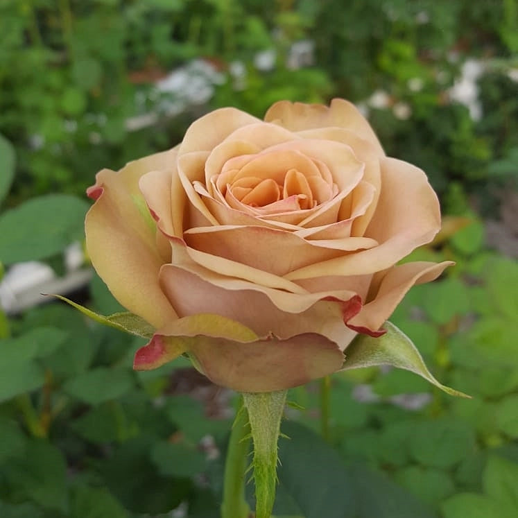 Gardenaria Rosa 'Cappuccino' Tantau - Rosa da giardino Altezza: 30/40 cm (vaso22)