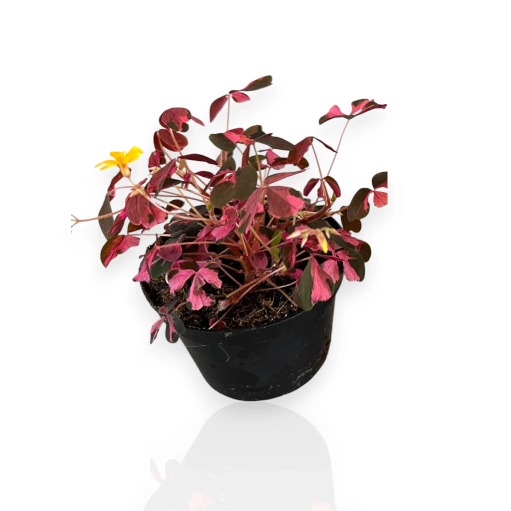 Gardenaria Oxalis triangularis variegata - Pianta da interno ornamentale Altezza: 15 cm (vaso 10)
