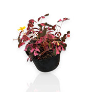 Gardenaria Oxalis triangularis variegata - Pianta da interno ornamentale Altezza: 15 cm (vaso 10)