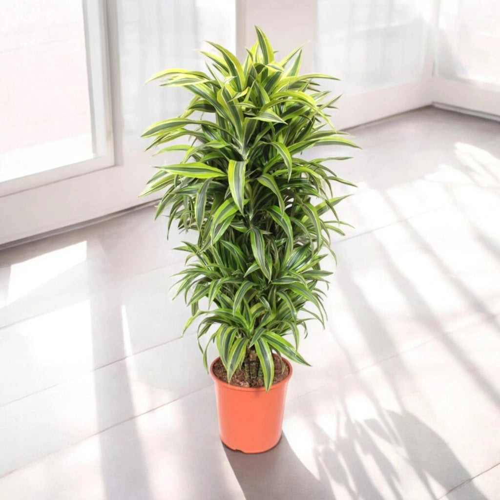 Gardenaria Dracaena fragrans 'Lemon Lime' - Pianta da interno ornamentale Altezza: 90 cm (vaso 19)