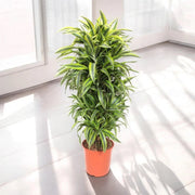 Gardenaria Dracaena fragrans 'Lemon Lime' - Pianta da interno ornamentale Altezza: 90 cm (vaso 19)