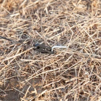 Paravento da Spiaggia Pieghevole Frangivista in Poliestere con Barre in Acciaio, 540x150 cm, Grigio