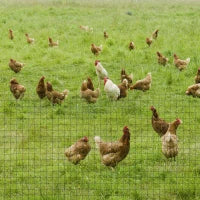 Rete Metallica da Giardino con Rivestimento in PVC per Recinzioni da Esterno, 500x91cm, Verde