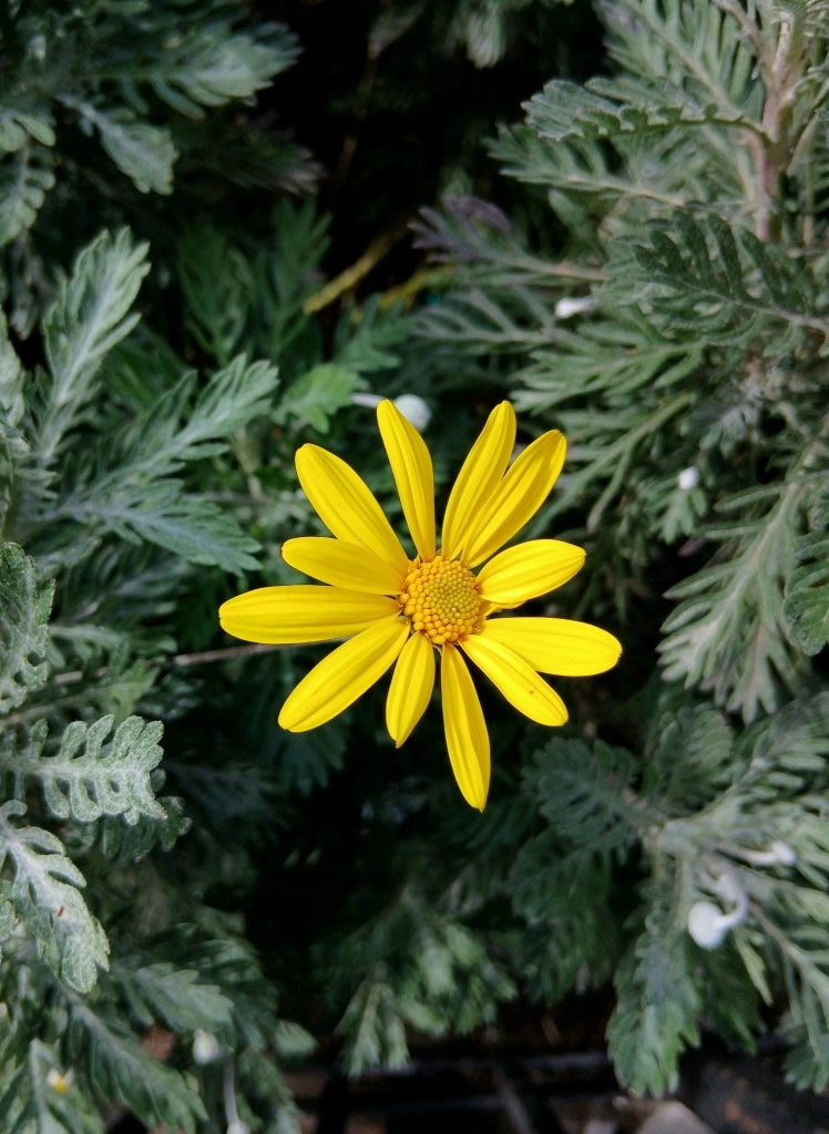 EURYOPS PECTINATUS (MARGHERITA GIALLA) VASO 18