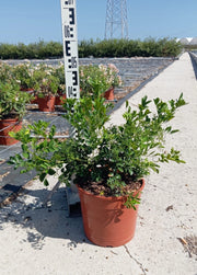 MURRAYA PANICULATA (ARANCIO GELSOMINO) VASO 24