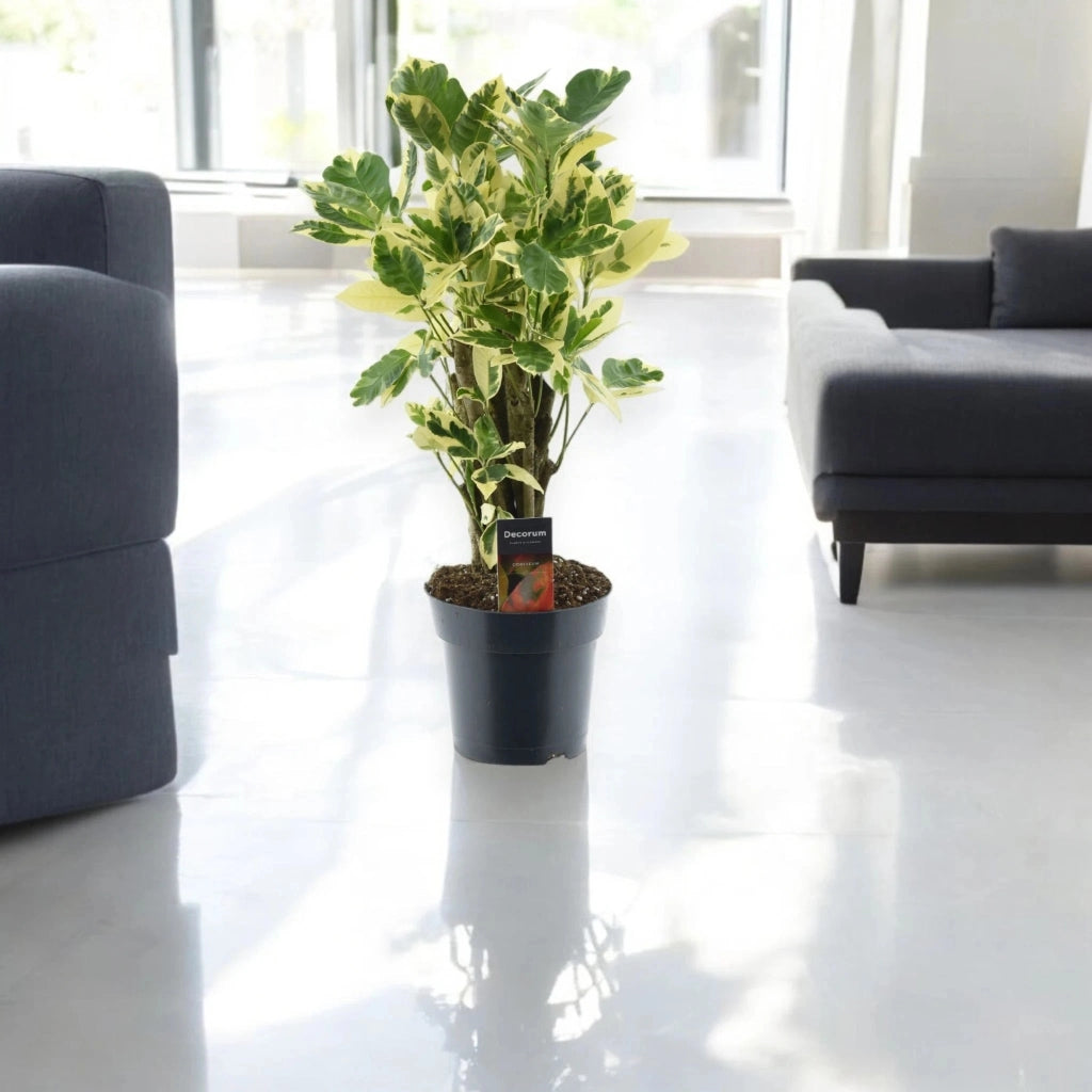 Gardenaria Codiaeum variegatum 'Eburneum' - Pianta da interno ornamentale Altezza: 50 cm (vaso 17)
