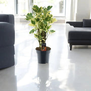 Gardenaria Codiaeum variegatum 'Eburneum' - Pianta da interno ornamentale Altezza: 50 cm (vaso 17)