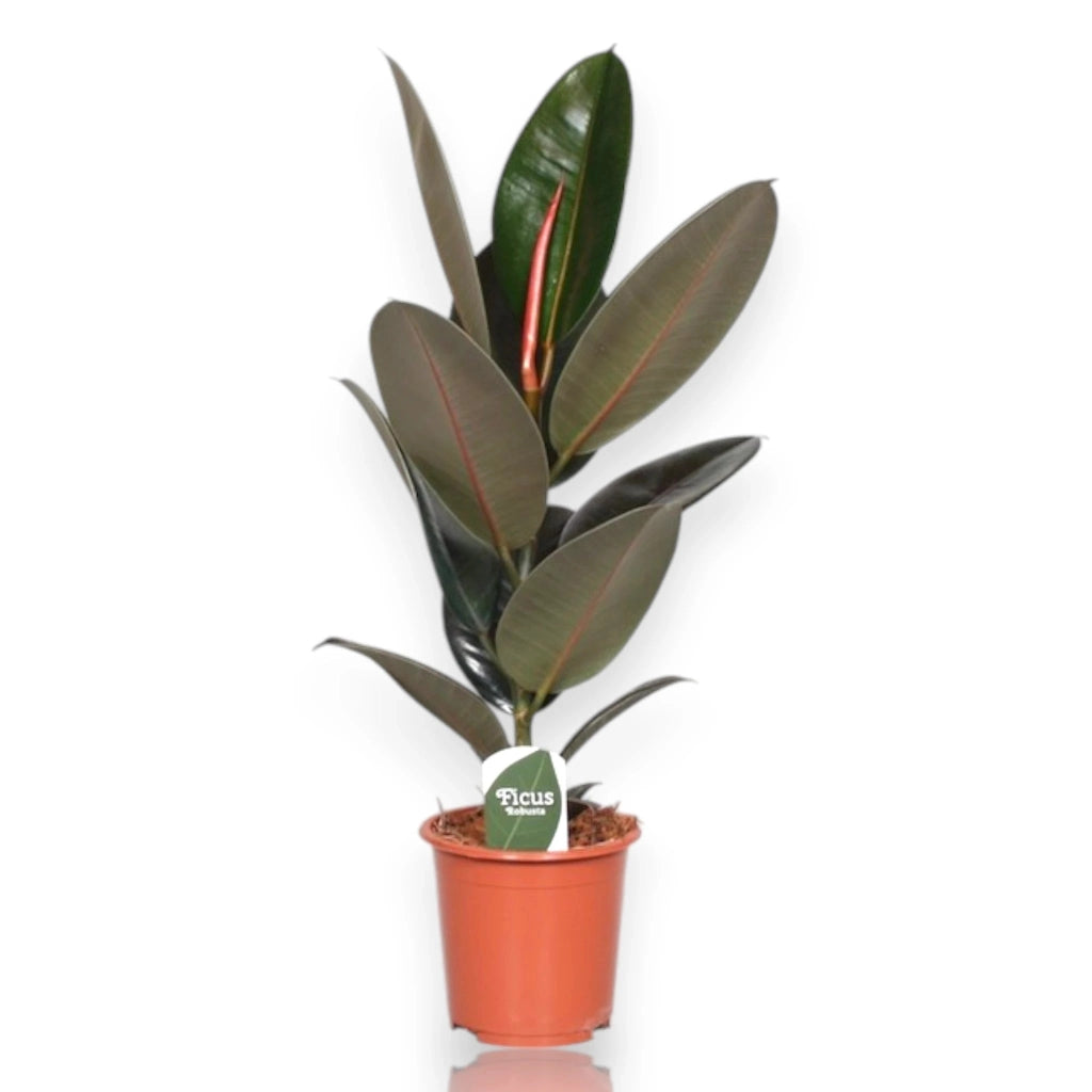 Gardenaria Ficus elastica 'Abidjan' - Pianta da interno ornamentale Altezza: 120/150cm (vaso 22)