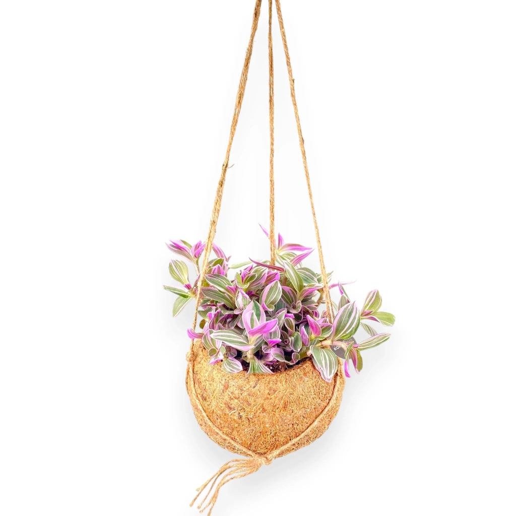 Gardenaria Tradescantia cerinthoides Sweetness kokodama - Pianta da interno ornamentale Altezza: 20 cm (vaso 15)
