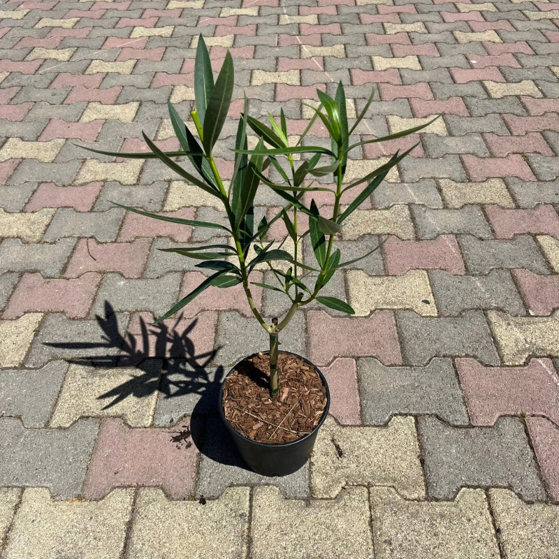 Pianta di Oleandro mini alberello fioritura colori mix in vaso 18 cm AMDGarden