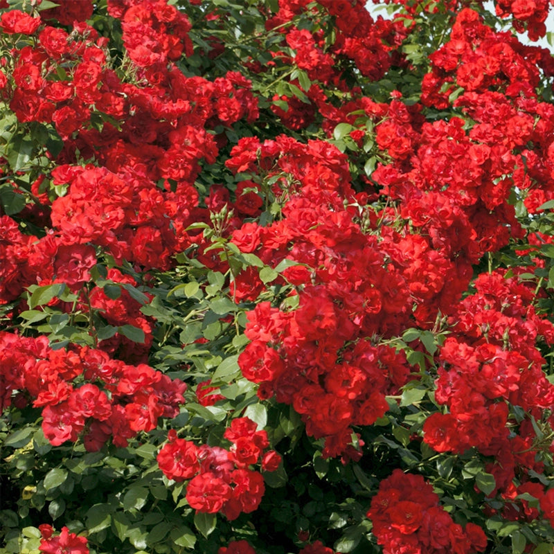 Gardenaria Rosa paesaggistica 'La Sevillana' - Rosa da giardino Altezza: 25/30 cm (vaso19)
