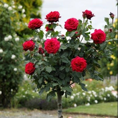 Gardenaria Rosa 'Grafin Diana' - Rosa da giardino Altezza: 40/50 cm (vaso20)