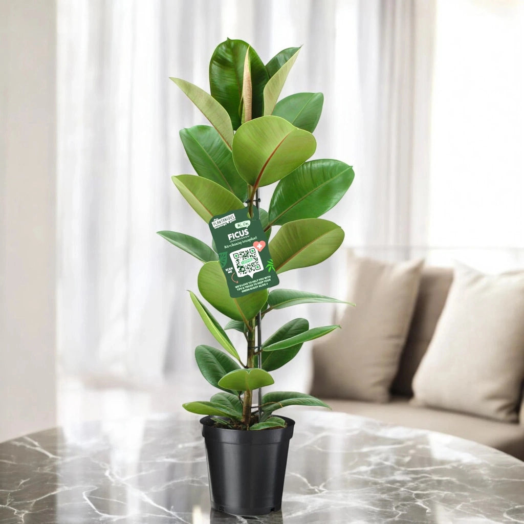 Gardenaria Ficus elastica 'Robusta' - Pianta da interno ornamentale Altezza: 125/175 cm (vaso28)