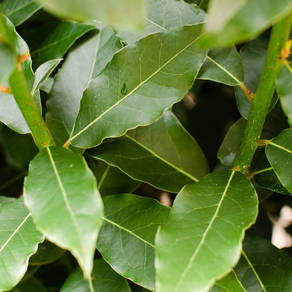PIANTA di ALLORO AD ALBERELLO Laurus Nobilis VASO 24CM H 140 CM FOTO REALE