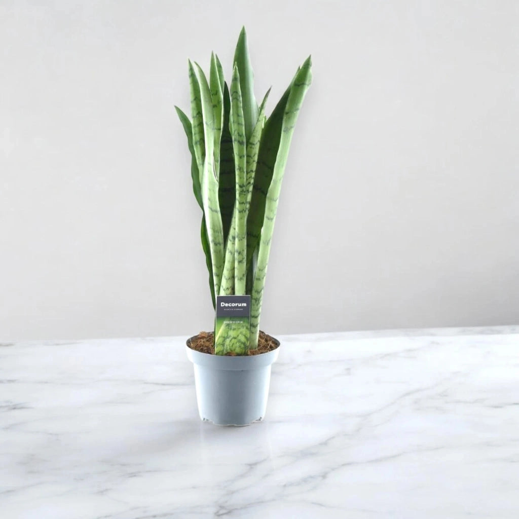 Gardenaria Sansevieria trifasciata 'Spearmint' - Pianta da interno ornamentale Altezza: 55 cm (vaso 14)